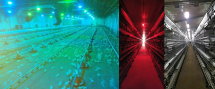 Light Colors poultry Technic